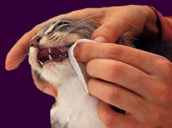 Как правильно чистить кошке зубы