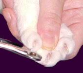 Как правильно стричь кошке когти